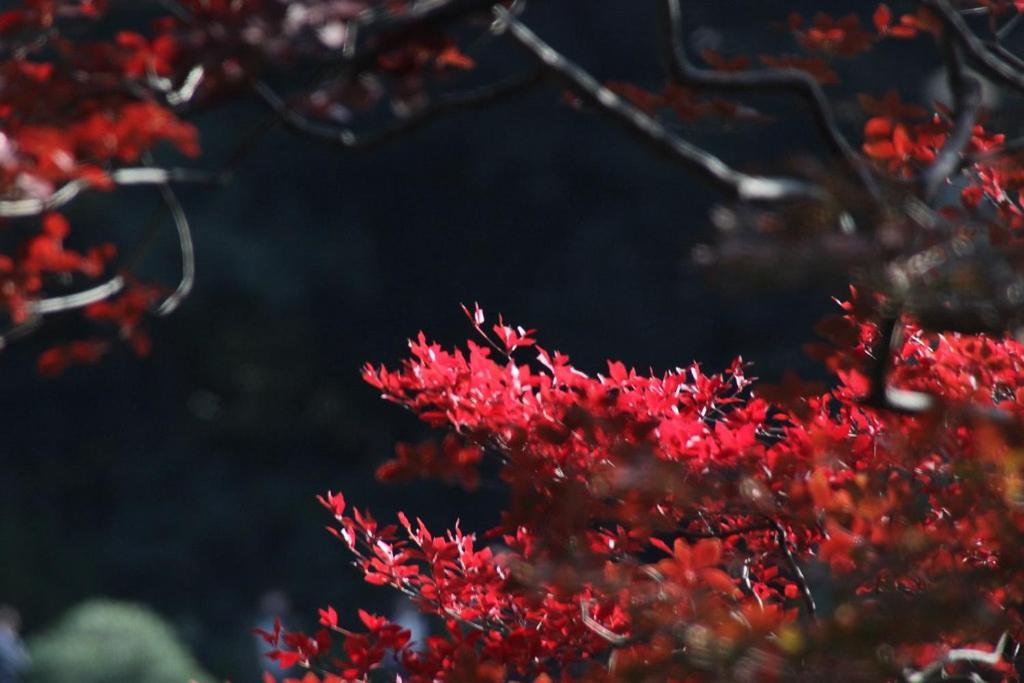 Tora Hotel Tokyo-Rikugienn 寅ホテル 六義園 C Exteriör bild